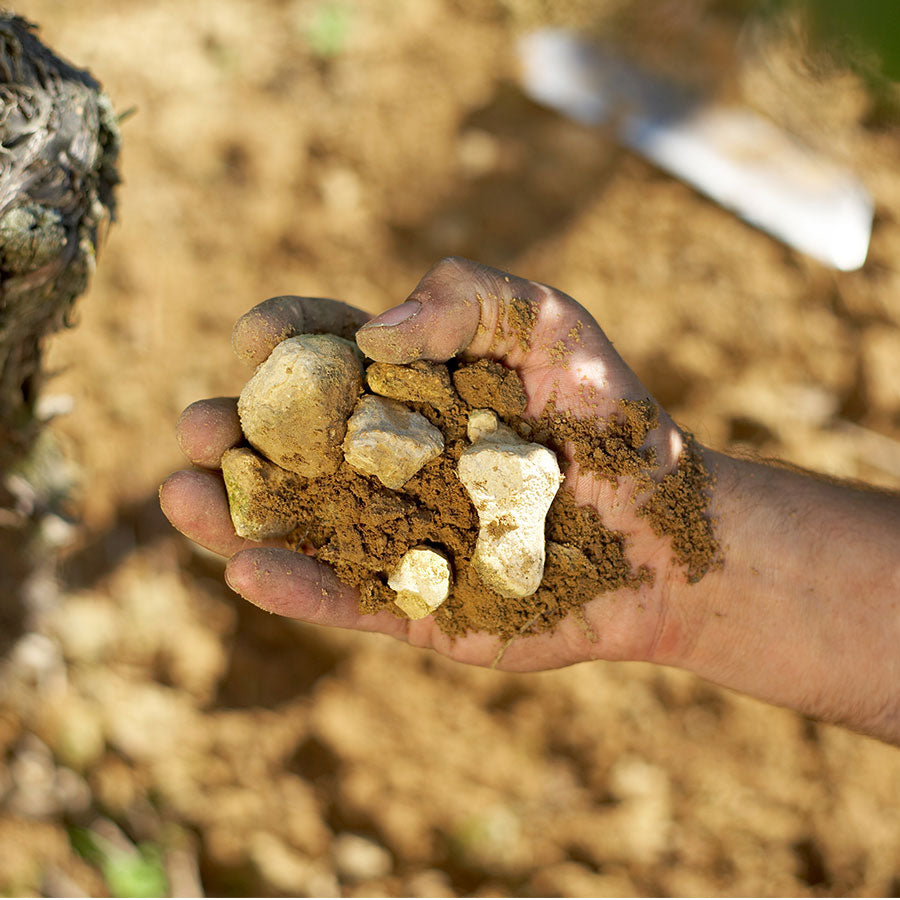 Produktabbildung 10 Weinauswahl „Weißer Burgunder & Chardonnay“