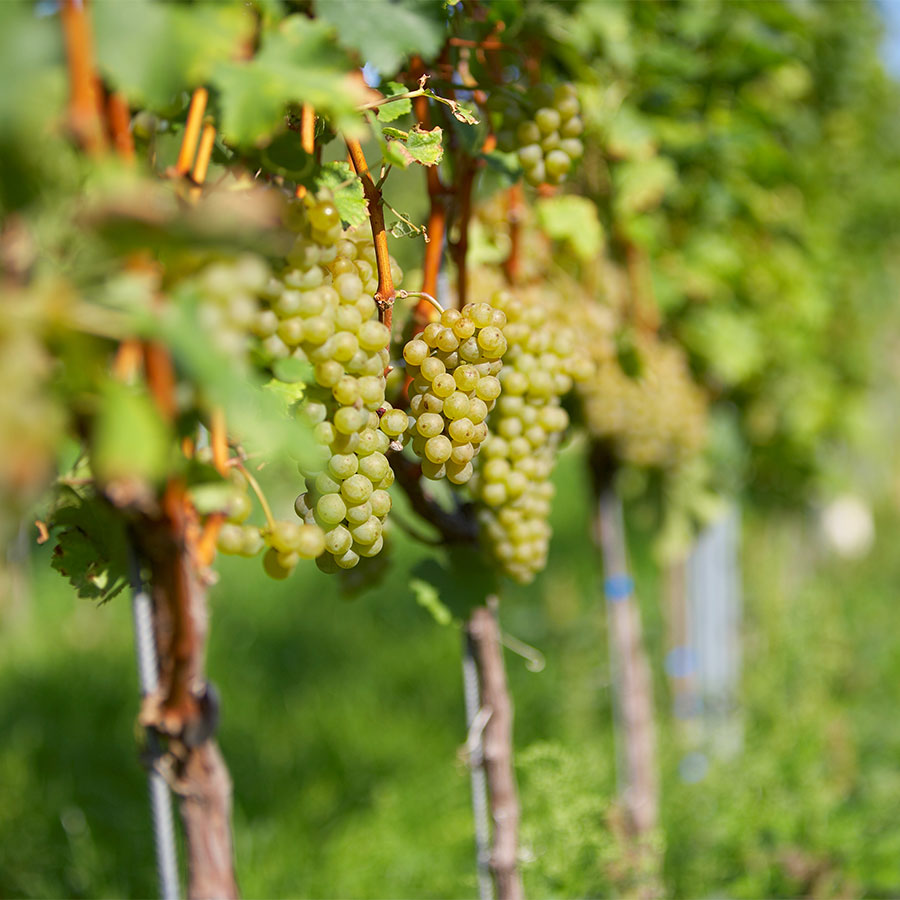 Weinauswahl „Weißer Burgunder & Chardonnay“