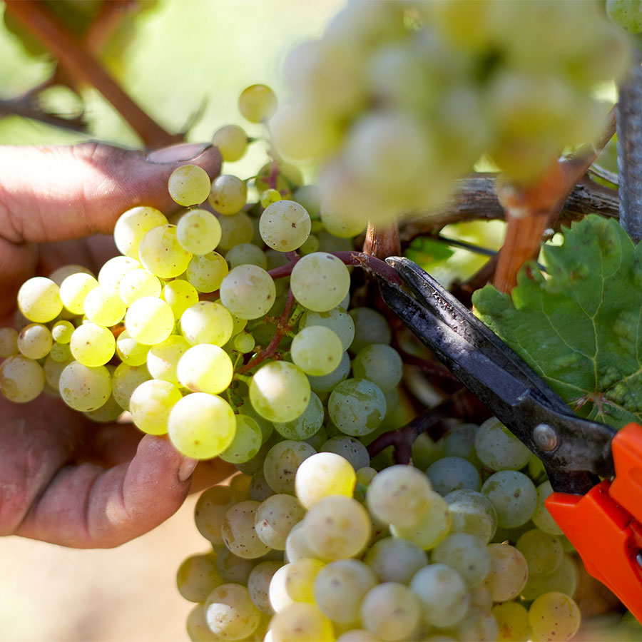 Weinauswahl „Weißer Burgunder & Chardonnay“