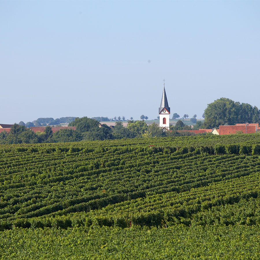 Weinauswahl „Weißer Burgunder & Chardonnay“